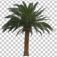 afternoon, ambient light, autumn, Canary island date palm, cutout, cutout plants, cutout trees, day, diffuse, diffused light, evergreen, eye level view, palm, Phoenix canariensis, tree