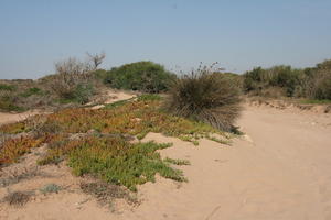 autumn, bush, day, desert, direct sunlight, Essaouira, eye level view, Morocco, natural light, sunlight, sunny, sunshine, vegetation