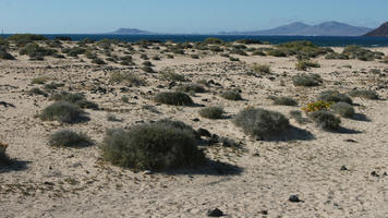 Canarias, day, desert, eye level view, Las Palmas, shrubland, Spain, summer, sunny