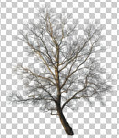 afternoon, broad-leaf tree, broad-leaved tree, cutout, cutout plants, cutout trees, day, deciduous, direct sunlight, eye level view, natural light, sunny, sunset, tree, winter