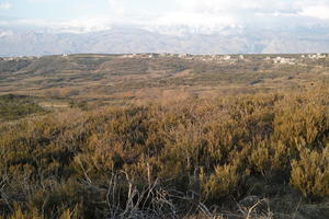 bush, Croatia, day, dusk, elevated, mountain, Nin, shrub, shrubbery, shrubland, spring, Zadarska