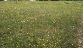 day, diffuse, diffused light, eye level view, flower field, grass, grassland, natural light, Poland, summer, Wielkopolskie