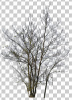 broad-leaf tree, broad-leaved tree, cutout, cutout plants, cutout trees, day, deciduous, eye level view, natural light, outdoor lighting, spring, tree