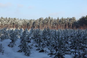 afternoon, bright, coniferous, day, eye level view, Poland, snow, sunny, tree, Wielkopolskie, winter, woodland