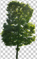 broad-leaf tree, cutout, cutout plants, cutout trees, day, deciduous, eye level view, linden, natural light, plant, spring, sunny, Tilia cordata, tree, vegetation