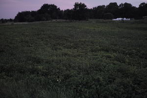 crop, dark, dusk, evening, eye level view, field, Poland, summer, Wielkopolskie