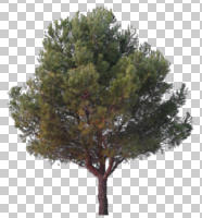 Aleppo pine, ambient light, cloudy, coniferous, cutout, cutout plants, cutout trees, day, diffuse, diffused light, eye level view, overcast, pine, Pinus halepensis, tree, winter, young