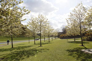 afternoon, blossom, day, Edinburgh, eye level view, grass, natural light, Scotland, spring, The United Kingdom, tree
