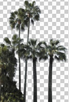 afternoon, bright, cutout, cutout plants, day, desert fan palm, direct sunlight, evergreen, eye level view, natural light, palm, spring, sunny, tree, Washingtonia filifera