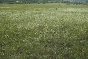 Croatia, day, diffuse, diffused light, eye level view, grass, grassland, natural light, spring