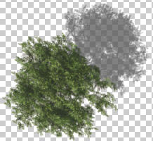 above, acacia, broad-leaf tree, broad-leaved tree, cutout, cutout plants, cutout trees, day, direct sunlight, orthogonal, plan view, shadow, summer, sunny, top-down perspective, tree