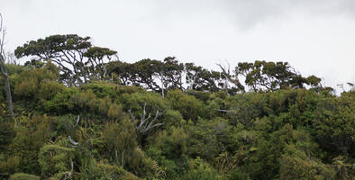 below, day, diffuse, diffused light, forest, natural light, New Zealand, overcast, summer, tropical, vegetation, West Coast
