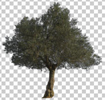 afternoon, broad-leaf tree, broad-leaved tree, cutout, cutout plants, day, direct sunlight, evergreen, eye level view, natural light, Olea europaea, olive, spring, sunny, tree