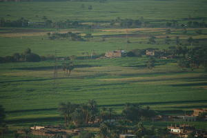 aerial view, dusk, East Timor, Egypt, Egypt, palm, tree, vegetation