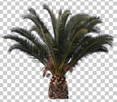 afternoon, ambient light, Canary island date palm, cutout, cutout plants, cutout trees, day, diffuse, diffused light, evergreen, eye level view, natural light, overcast, palm, Phoenix canariensis, tree, winter, young