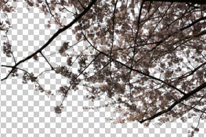 below, blooming, blossom, branch, cutout, cutout trees, day, spring, sunny