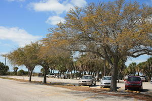 car, day, eye level view, Florida, park, sunny, Tampa, The United States, transport, tree, vegetation