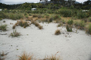 day, diffuse, diffused light, eye level view, grass, natural light, New Zealand, overcast, plant, sand dune, summer, West Coast