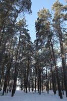 afternoon, bright, coniferous, day, eye level view, Poland, snow, sunny, tree, Wielkopolskie, winter, woodland