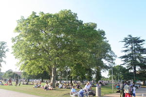 broad-leaf tree, broad-leaved tree, day, deciduous, England, eye level view, group, outdoors, park, people, picnicking, sitting, Stratford-Upon-Avon, summer, sunny, The United Kingdom, tree