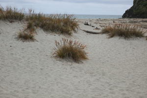 day, diffuse, diffused light, eye level view, grass, natural light, New Zealand, overcast, plant, sand dune, summer, West Coast