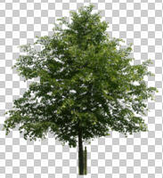 broad-leaf tree, broad-leaved tree, cutout, cutout plants, cutout trees, day, deciduous, direct sunlight, eye level view, natural light, summer, sunny, tree
