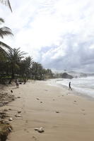 Barbados, beach, coconut palm, Cocos nucifera, day, eye level view, natural light, palm, seascape, spring
