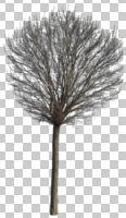 afternoon, broad-leaf tree, broad-leaved tree, cutout, cutout plants, cutout trees, day, deciduous, direct sunlight, eye level view, natural light, spring, sunny, tree