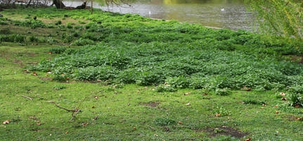 day, England, eye level view, grass, greenery, London, park, spring, The United Kingdom