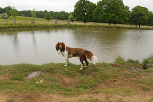 day, diffuse, diffused light, dog, England, eye level view, lake, London, natural light, park, spring, The United Kingdom