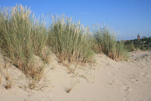 beach, Belgium, day, dunes, eye level view, grass, summer, sunny