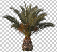 ambient light, Canary island date palm, cloudy, cutout, cutout plants, cutout trees, day, diffuse, diffused light, evergreen, eye level view, overcast, palm, Phoenix canariensis, tree, winter, young