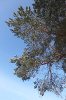 afternoon, below, branch, bright, coniferous, day, Poland, snow, sunny, tree, Wielkopolskie, winter