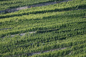 day, elevated, field, Lausanne, natural light, summer, sunny, Switzerland, Vaud, vegetation, vineyard