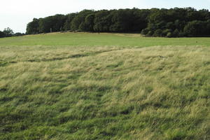 autumn, bright, day, England, eye level view, grass, London, park, The United Kingdom, vegetation