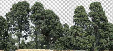 coniferous, Cupressus sempervirens, cutout, cutout plants, cutout trees, cypress, day, evergreen, eye level view, natural light, plant, sunny, tree, winter