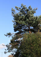 below, day, England, London, natural light, park, pine, sunny, The United Kingdom, tree, vegetation