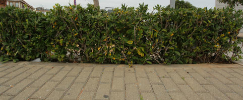 bush, day, Denia, diffuse, diffused light, eye level view, hedge, natural light, pavement, shrub, Spain, spring, Valenciana