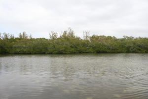 ambient light, day, diffuse, diffused light, eye level view, Florida, mangrove, overcast, river, The United States, winter