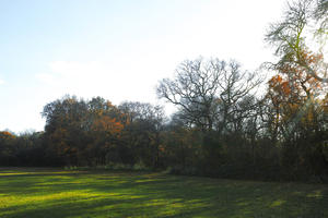 autumn, broad-leaf tree, broad-leaved tree, day, deciduous, England, eye level view, grass, London, park, sunny, The United Kingdom, tree, treeline
