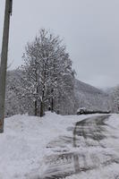 ambient light, day, diffuse, diffused light, eye level view, Italia , morning, natural light, overcast, road, snow, tree, Veneto, winter