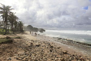 Barbados, beach, coconut palm, Cocos nucifera, day, eye level view, natural light, palm, rocks, seascape, spring