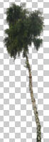 birch, broad-leaf tree, broad-leaved tree, cutout, cutout trees, day, diffuse, diffused light, eye level view, summer, young