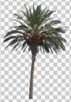 afternoon, ambient light, autumn, cutout, cutout plants, cutout trees, date palm, day, diffuse, diffused light, evergreen, eye level view, natural light, overcast, palm, Phoenix dactylifera, tree
