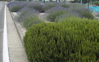 bush, Croatia, day, diffuse, diffused light, eye level view, lavander, natural light, shrub, Sibensko-Kninska, summer, Vodice
