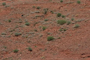 bush, desert, ground, looking down, Morocco, natural light, nature, open space, Ouarzazate, outdoors, plant, sunlight, sunny
