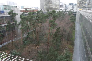 city, coniferous, day, elevated, France, Ile-De-France, natural light, Paris, park, tree, urban, winter