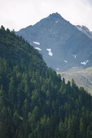 day, eye level view, Graubunden, mountain, natural light, pine, Saint Moritz, Switzerland, tree, vegetation