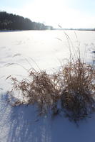 afternoon, backlight, bright, day, eye level view, field, Poland, shrub, snow, sunny, Wielkopolskie, winter