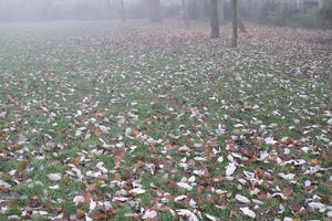 ambient light, day, diffuse, diffused light, England, eye level view, fog, grass, leaves, London, natural light, park, The United Kingdom, winter